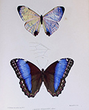 image for Dr. Ronald B. Madge Entomology Collection