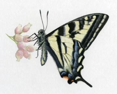 image for Ian Sheldon's Entomological Illustrations